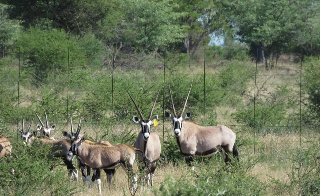 42@ Ditholo Game Lodge Thabazimbi Exterior photo